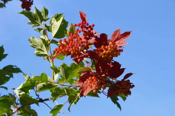 Bagas Vermelhas Viburnum Arbusto — Fotografia de Stock