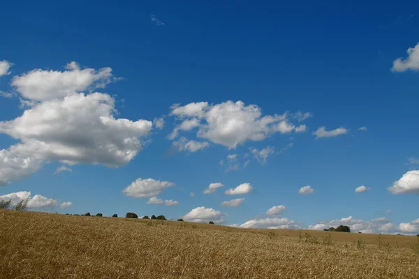 Beau Paysage Août Savoir Forêt Ciel Bleu Avec Champ — Photo