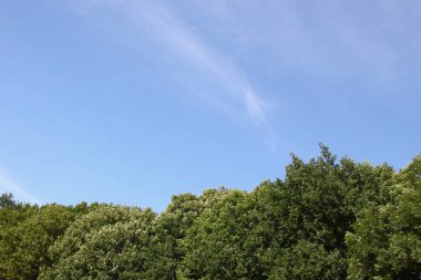 Ağustosta güzel bir manzara, yani orman ve tarlalı mavi gökyüzü.