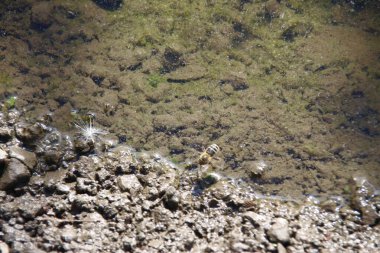 Yağmurdan sonra yol kenarında su birikintisi