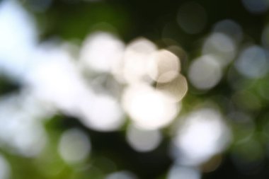 Yapraklardan oluşan bir arka planda çözünmüş güneş ışınları