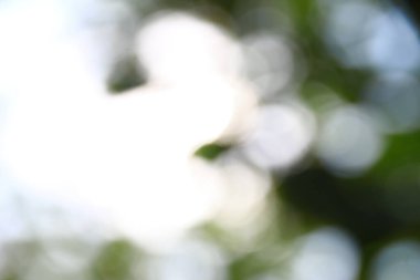 Yapraklardan oluşan bir arka planda çözünmüş güneş ışınları