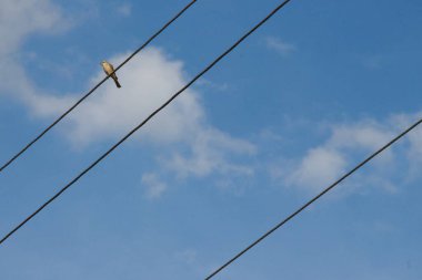 Mavi gökyüzünün arka planında elektrik hatları