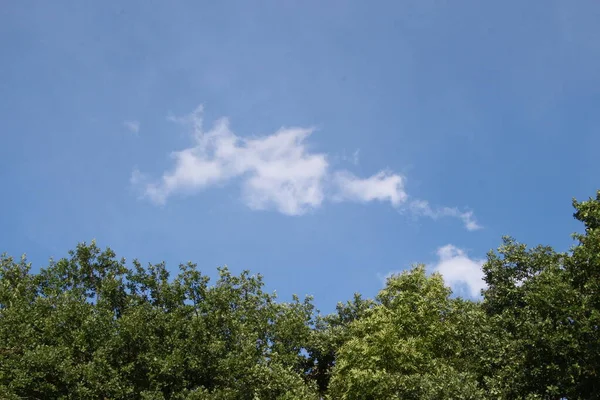Красивый Пейзаж Августе Именно Лес Голубое Небо Полем — стоковое фото
