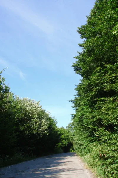 Schöne Landschaft August Nämlich Wald Und Blauer Himmel Mit Feld — Stockfoto