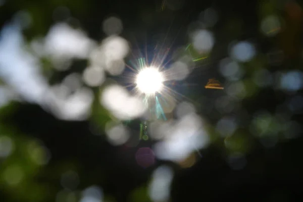 Sluneční Paprsky Defokusu Pozadí Listí — Stock fotografie
