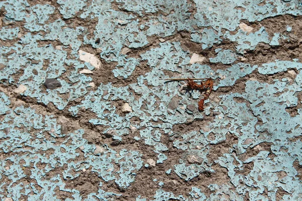 アスファルトの上にこぼれた塗料 — ストック写真