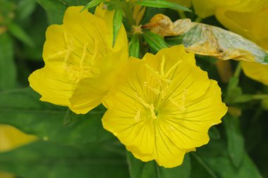 Bahçede yaprakları olan sarı çiçek.