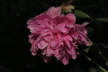 Bahçesinde taç yaprakları olan pembe bir çiçek