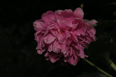 Bahçesinde taç yaprakları olan pembe bir çiçek