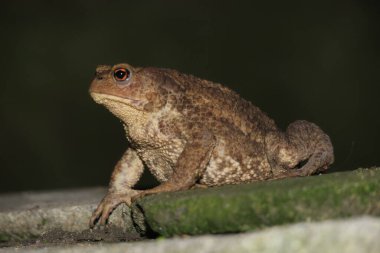Geceleri çimentoda oturan yeşil kurbağa