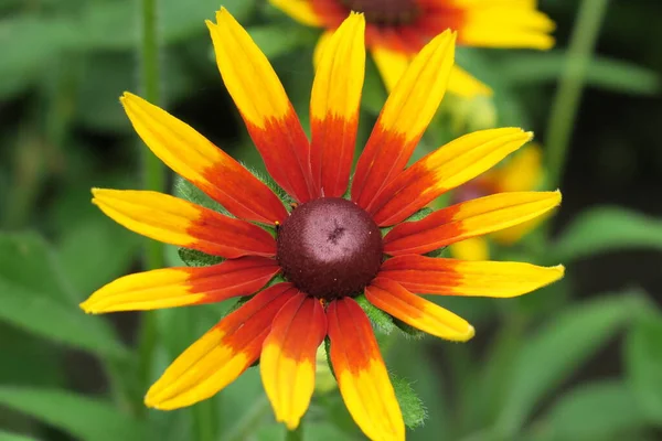 Flor Amarilla Con Pétalos Jardín — Foto de Stock