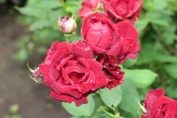 Flor Roja Con Pétalos Jardín — Foto de Stock