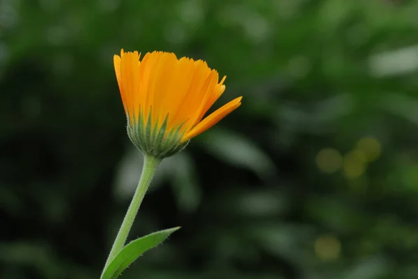 Желтый Цветок Лепестками Саду — стоковое фото