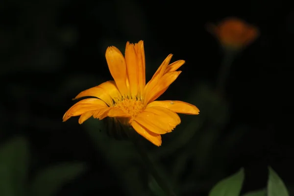 Gelbe Blume Mit Blütenblättern Garten — Stockfoto