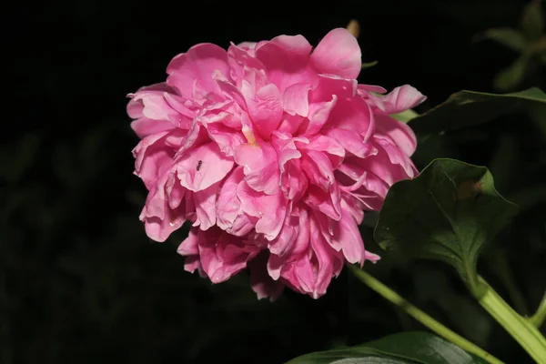 Flor Rosa Com Pétalas Jardim — Fotografia de Stock