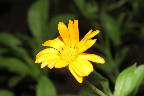 Flor Amarela Com Pétalas Jardim — Fotografia de Stock