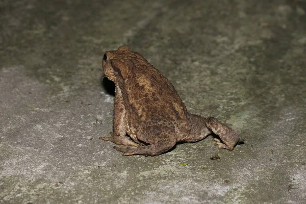 Grüner Frosch Sitzt Nachts Auf Dem Beton — Stockfoto