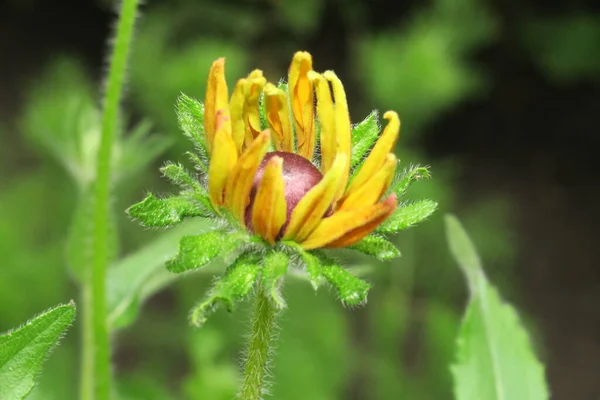 Gul Blomma Med Kronblad Trädgården — Stockfoto