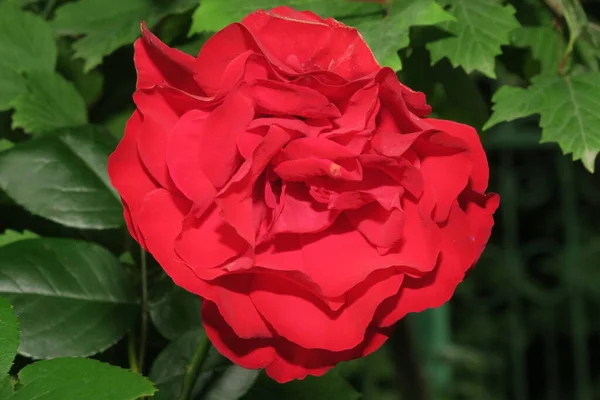 Fleur Rouge Avec Pétales Dans Jardin — Photo