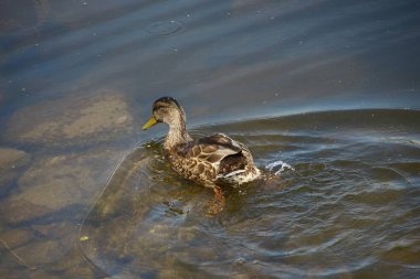 Vahşi ördekler suda yüzer.