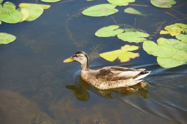 Vahşi ördekler suda yüzer.