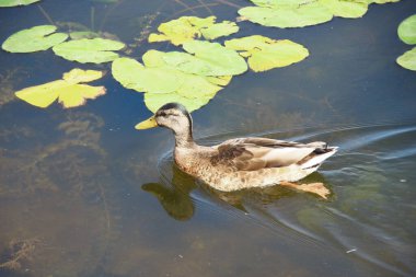 Vahşi ördekler suda yüzer.