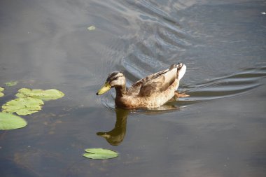 Vahşi ördekler suda yüzer.
