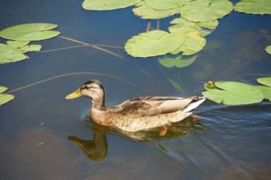Vahşi ördekler suda yüzer.