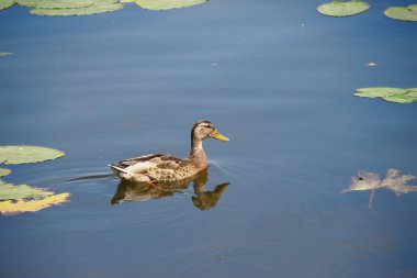 Vahşi ördekler suda yüzer.