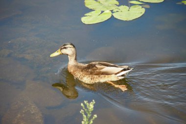 Vahşi ördekler suda yüzer.