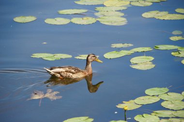 Vahşi ördekler suda yüzer.