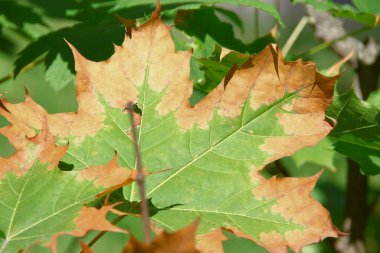 Kestanenin sarı yeşil yaprakları hastalıktan etkilenir.