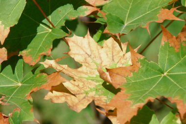 Kestanenin sarı yeşil yaprakları hastalıktan etkilenir.