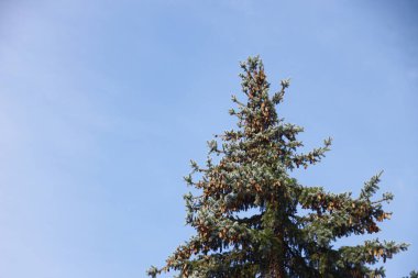 Parktaki ağaç ve mavi gökyüzü