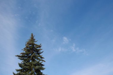 Parktaki ağaç ve mavi gökyüzü