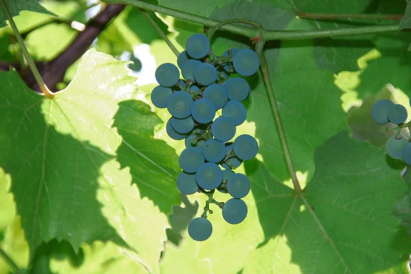 Зелений Виноград Зелене Листя — стокове фото
