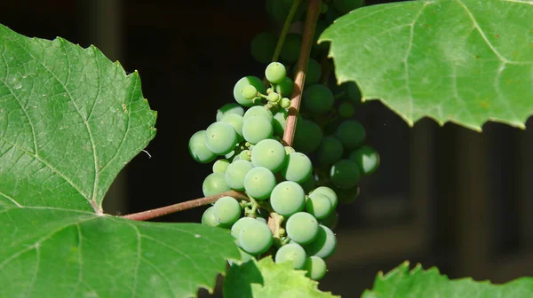 Zielone Winogrona Liście Zielone — Zdjęcie stockowe