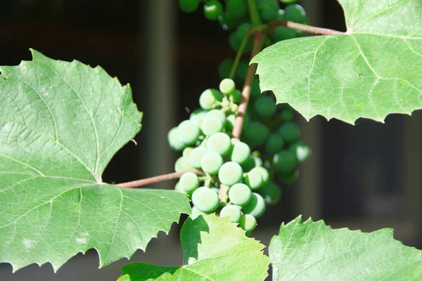 Green Grapes Green Leaves — Stock Photo, Image