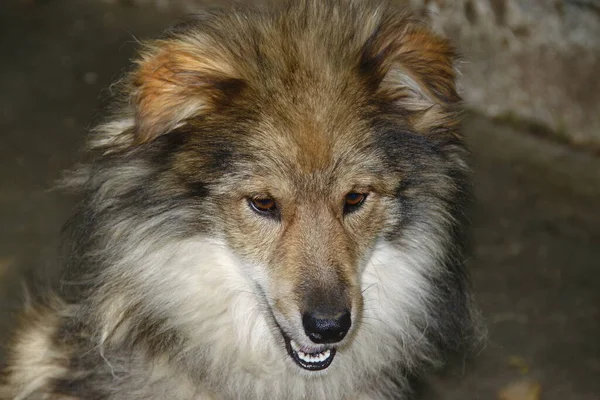 Cane Seduto Terra Legato Una Catena — Foto Stock