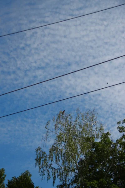 Kraftledningar Himlen Bakgrund — Stockfoto