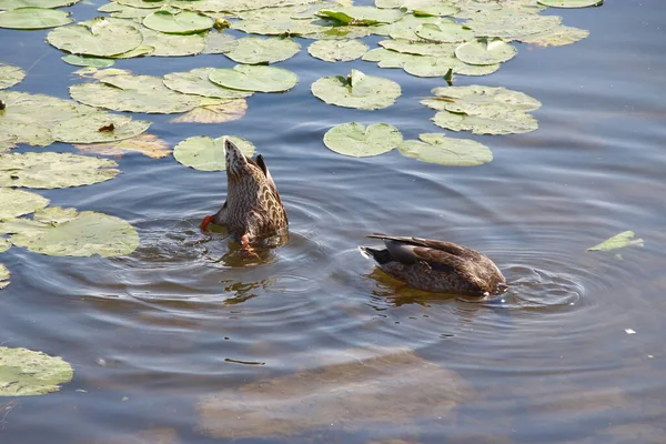 Wild Ducks Swim Water — Stock Photo, Image