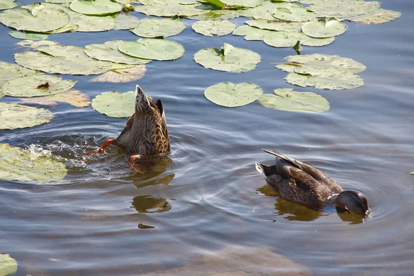 Wild Ducks Swim Water — Stock Photo, Image