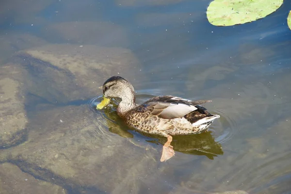 Les Canards Sauvages Nagent Dans Eau — Photo