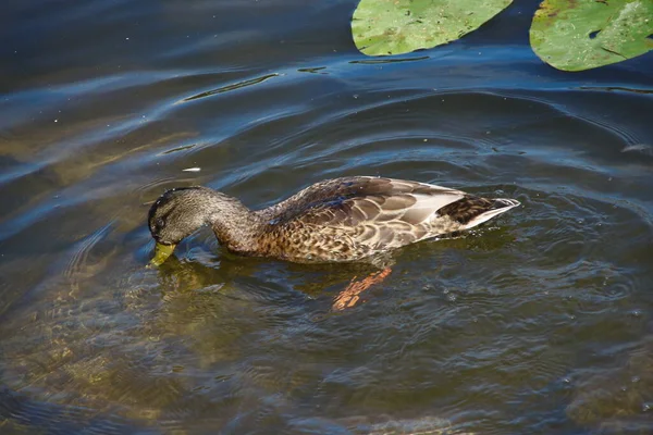 Les Canards Sauvages Nagent Dans Eau — Photo