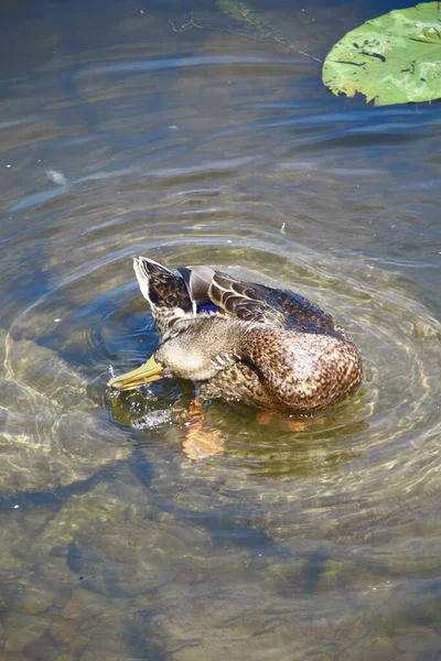 Anatre Selvatiche Nuotano Acqua — Foto Stock