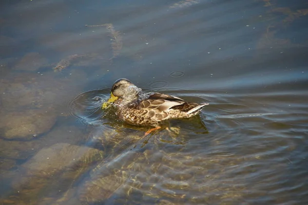 Patos Selvagens Nadam Água — Fotografia de Stock