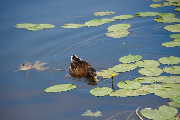 Wild Ducks Swim Water — Stock Photo, Image