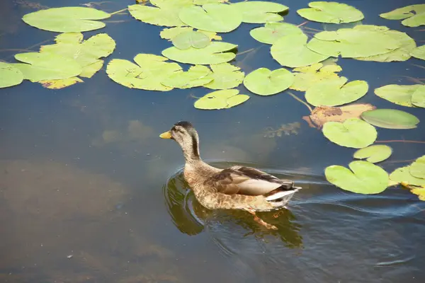 Les Canards Sauvages Nagent Dans Eau — Photo