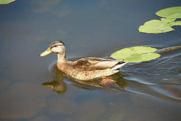 Wild Ducks Swim Water — Stock Photo, Image
